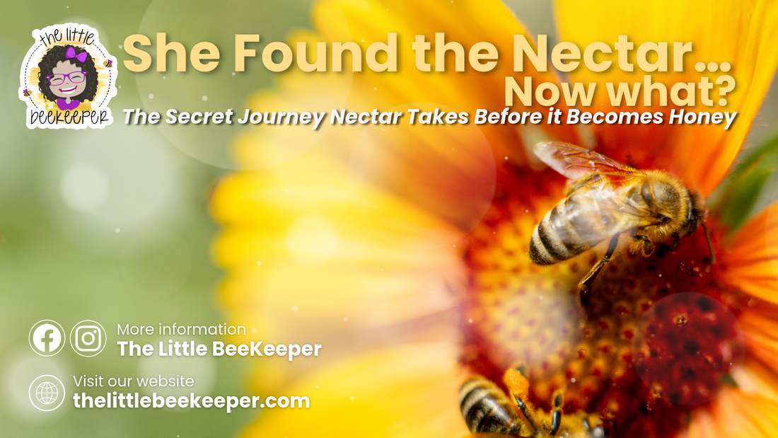 She Found the Nectar… Now What? The Secret Journey Nectar Takes Before It Becomes Honey